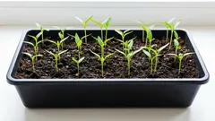 Perché il peperone cresce male: gli errori più comuni nella semina