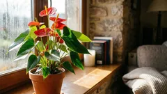 L'anturio fiorirà per mesi se si seguono queste regole di cura