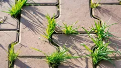 Le erbacce continuano a spuntare tra le piastrelle: un metodo collaudato per eliminarle