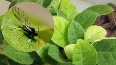 I moscerini spariranno dai vasi dei vostri fiori: rimedi efficaci per ogni casa